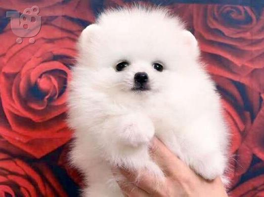 Κουτάβια Pomeranian